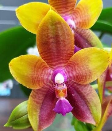 Phalaenopsis Meidarland Kaiulani 584