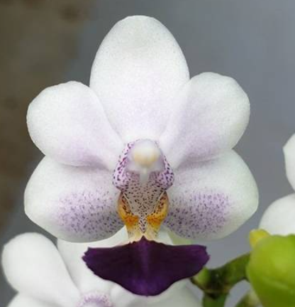 Phalaenopsis Sus Glad Kid Blue