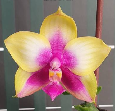 Phalaenopsis Miki Mok Choi Bear Queen 720