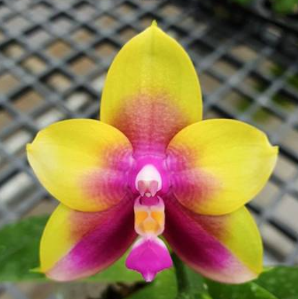 Phalaenopsis Miki Mok Choi Bear Queen Feast