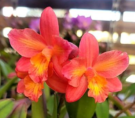 Cattleya Tangerine Fire Mini Sun