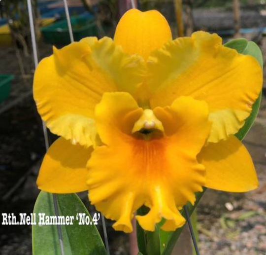 Brassolaeliocattleya Nell Hammer 4