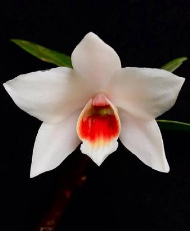 Dendrobium trankimianum
