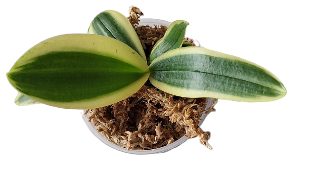 Phalaenopsis amabilis Variegata