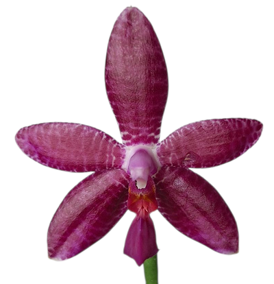 Phalaenopsis honghenensis x floresensis