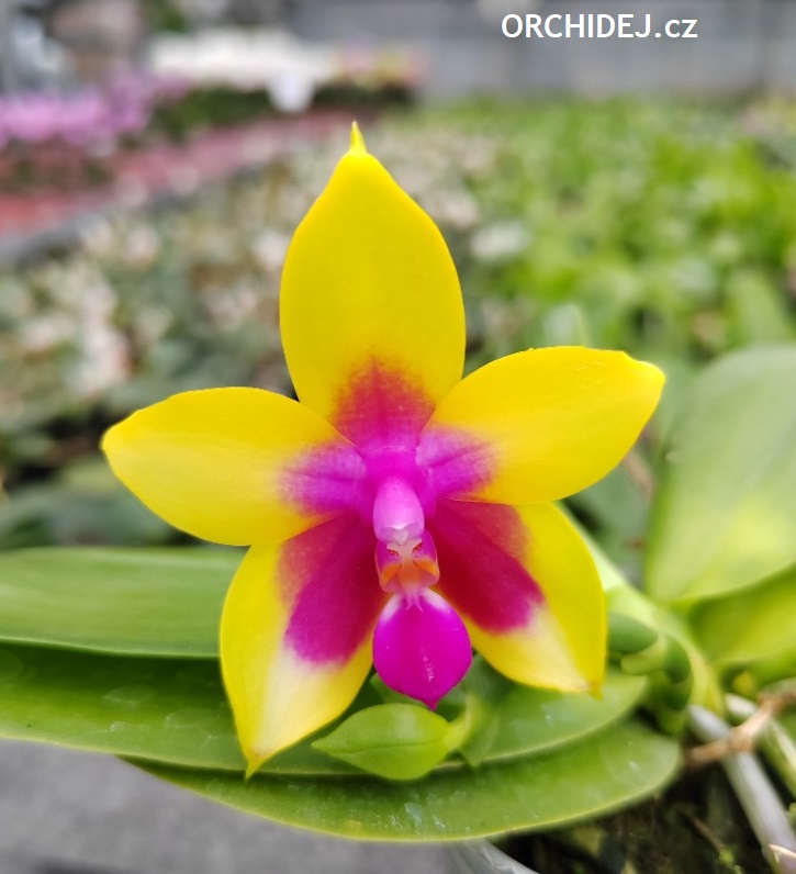 Phalaenopsis Miki Mok Choi Bear Queen 774