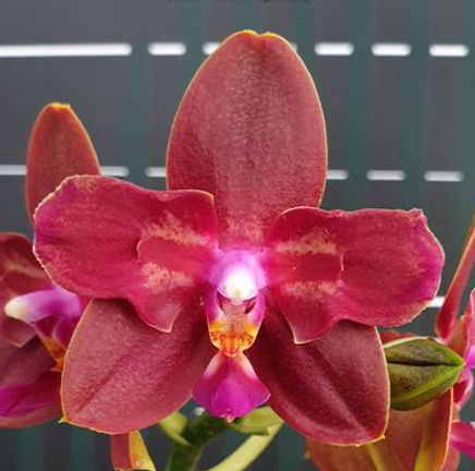 Phalaenopsis Zheng Min Parakeet 3108