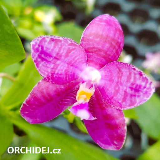 Phalaenopsis Lyndon Mix Zebra Treasure