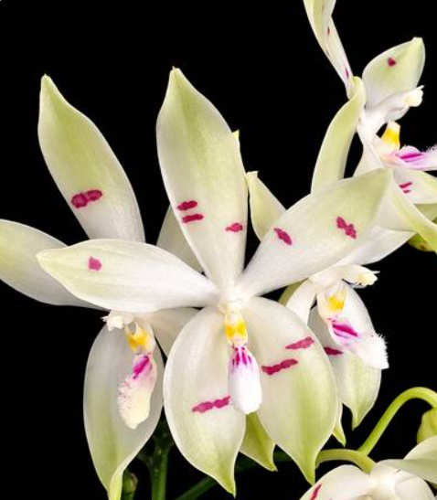 Phalaenopsis tetraspis Fire (8)