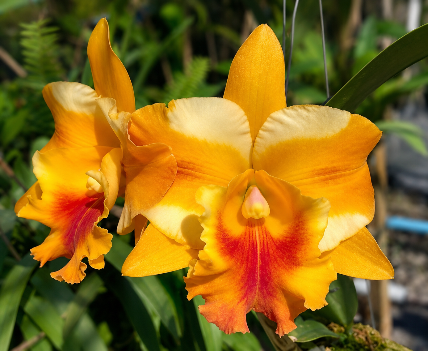 Rhyncholaeliocattleya Miss Thailand Mariya