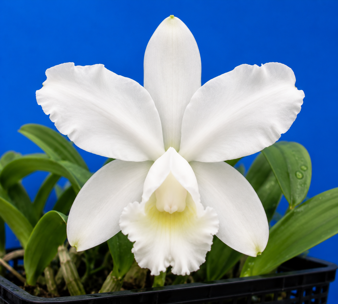 Cattleya loddigesii var. alba (9)