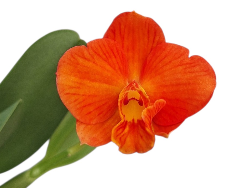 Cattleya Chief Gem Red Jewel