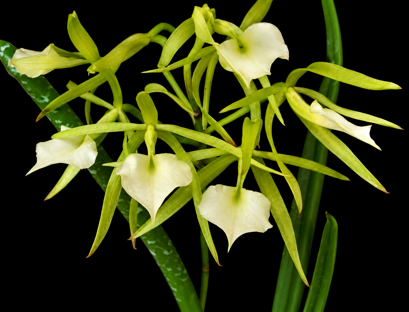 Brassavola subulifolia
