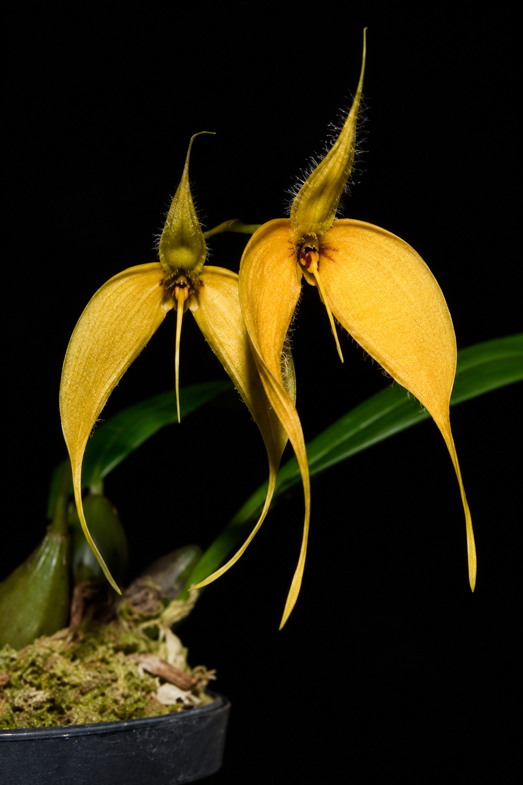 Bulbophyllum aff. championii
