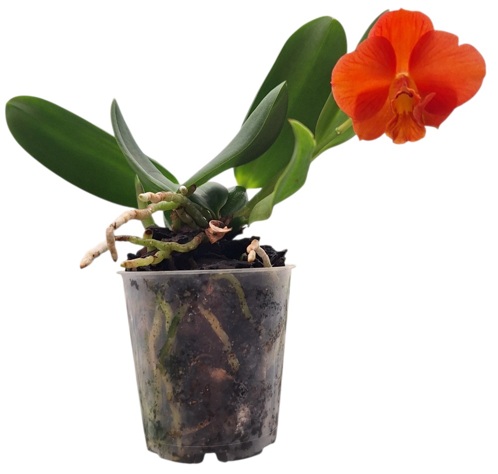 Cattleya Chief Gem Red Jewel (6)