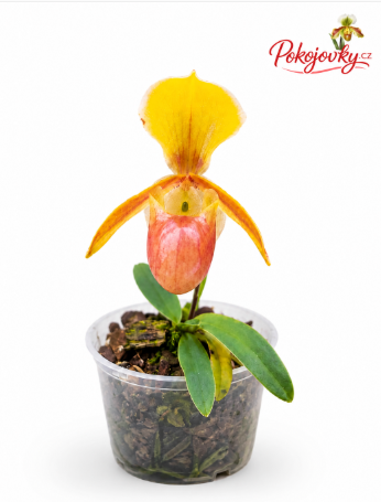 Paphiopedilum helenae (8)