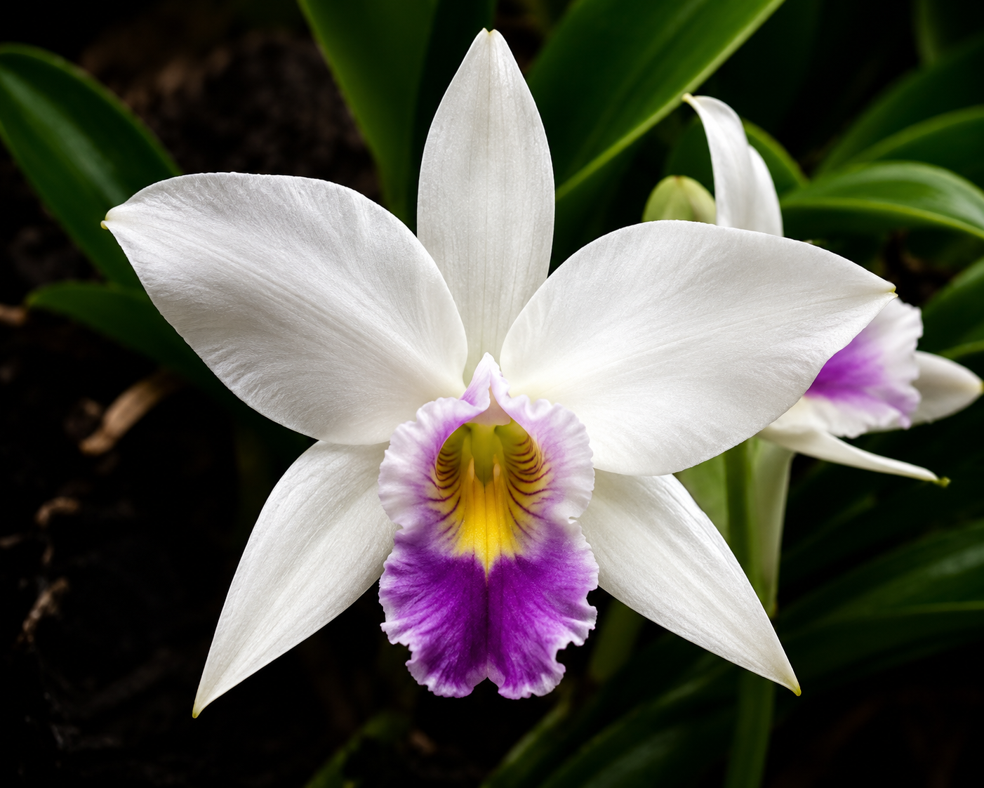 Laelia anceps var. veitchiana (12)