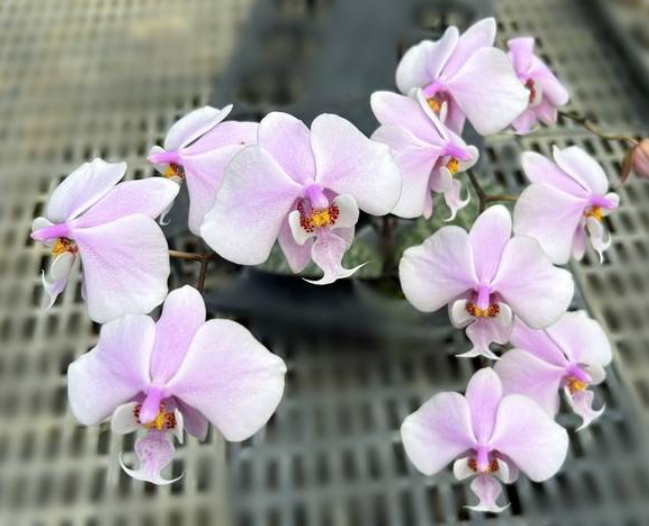 Phalaenopsis schilleriana Fragrance (9)