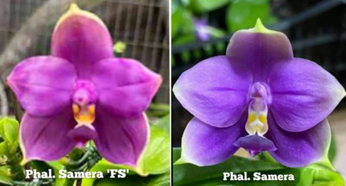 Phalaenopsis Samera FS x Samera