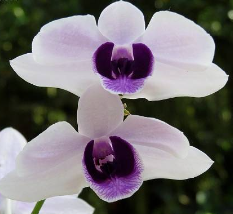Dendrobium williamsianum