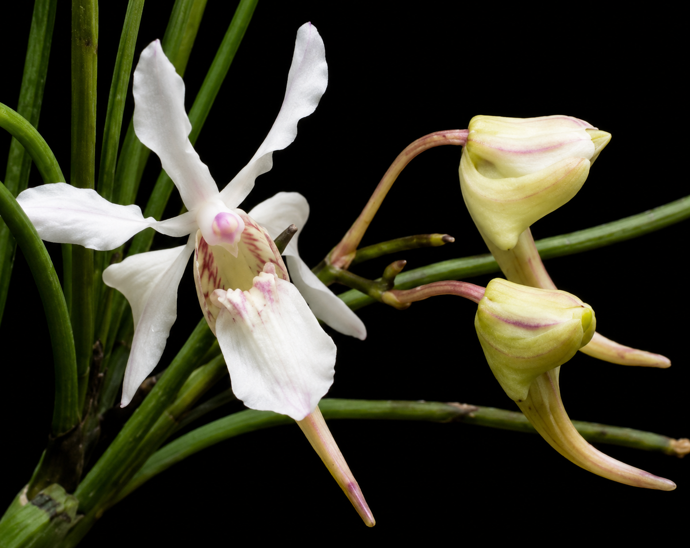 Holcoglossum lingulatum
