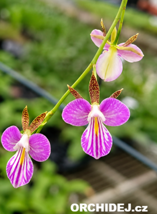 Tetramicra canaliculata