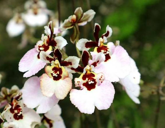 Tolumnia Pastel Pink