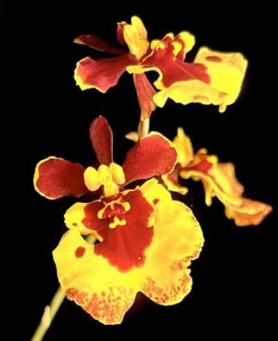 Tolumnia Golden Bag