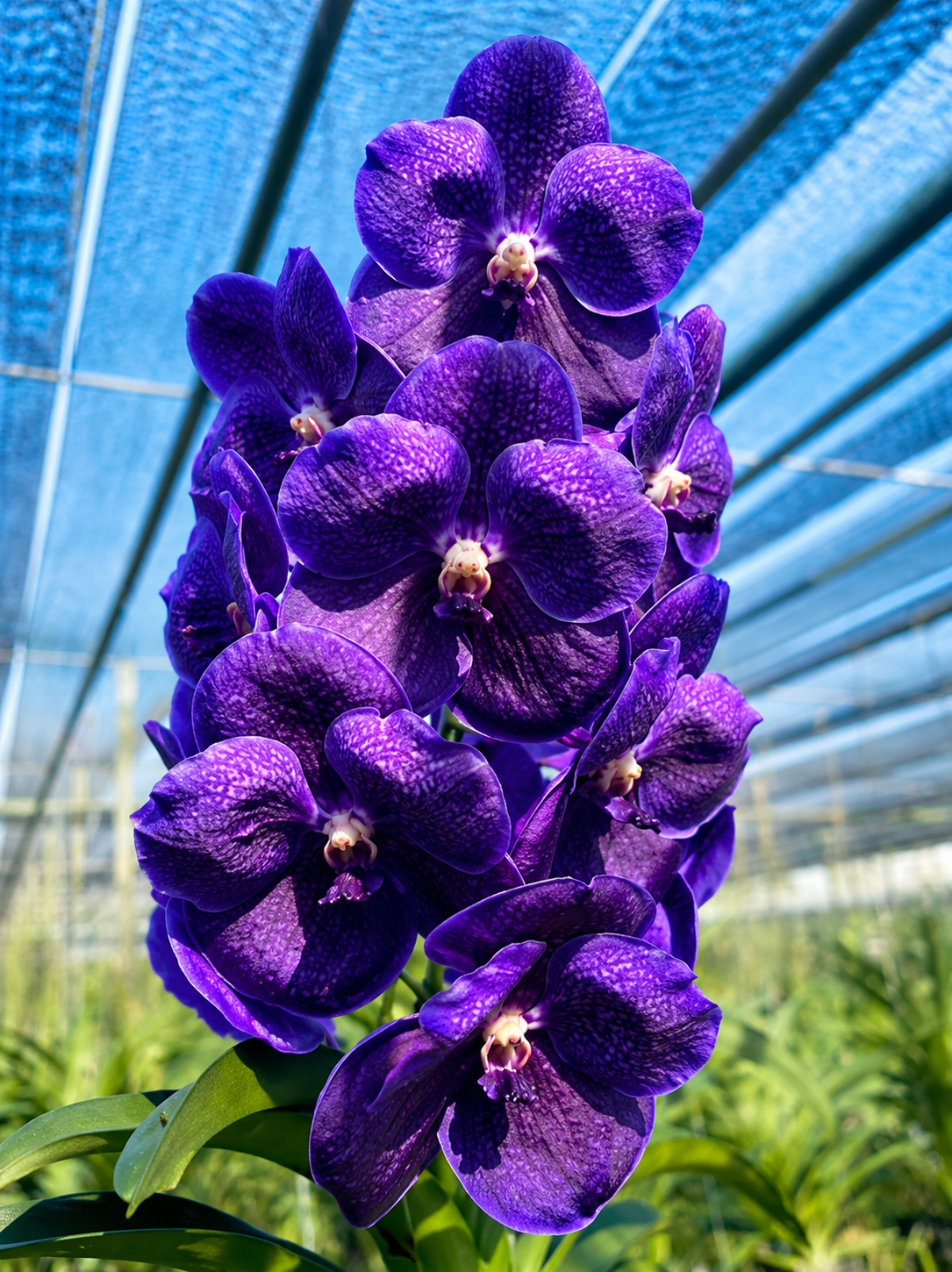 Vanda Boonserm Delight Blue