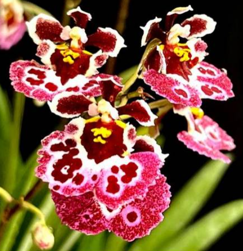 Tolumnia Pink Butterfly