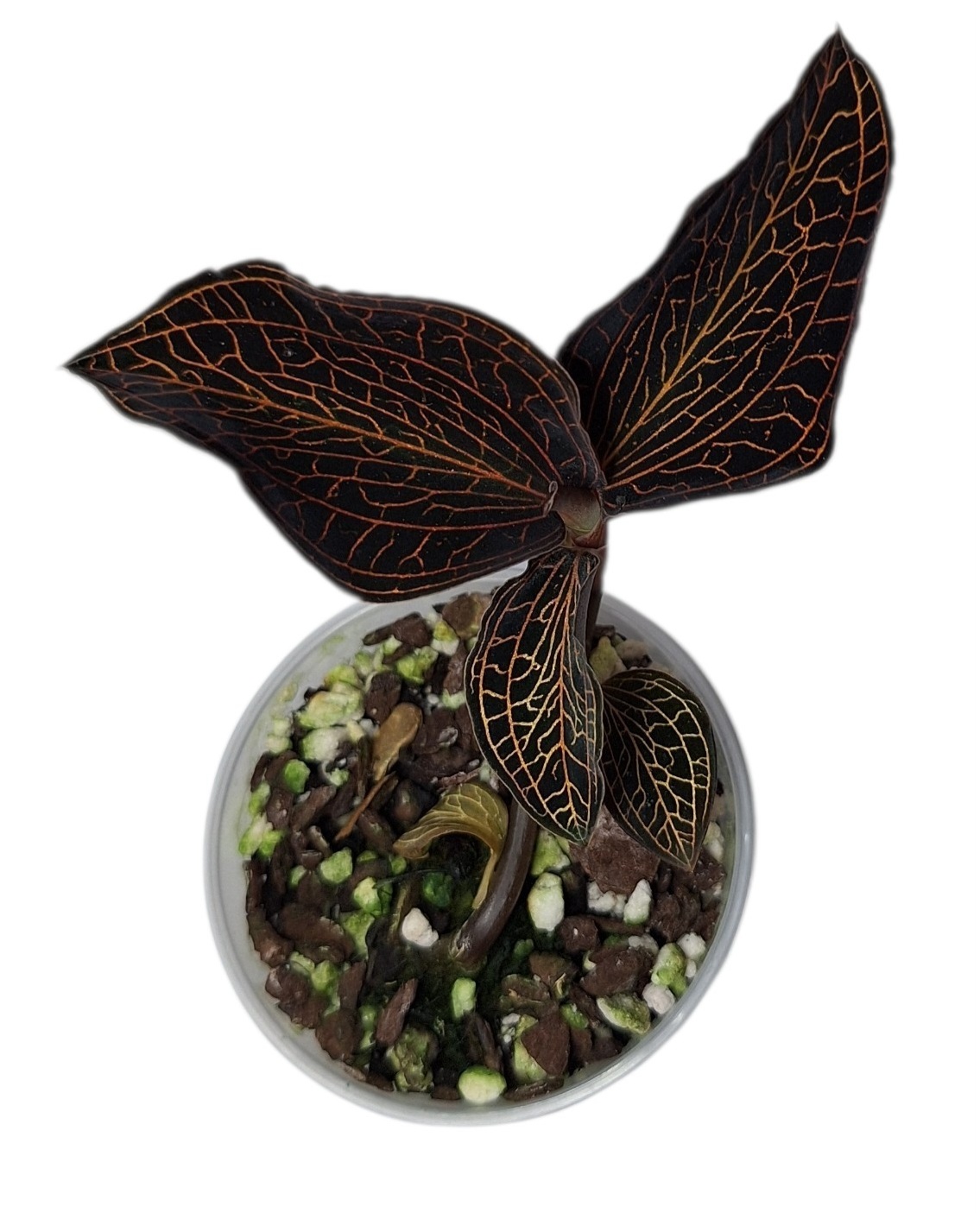 Anoectochilus albolineatus Black Tangerine