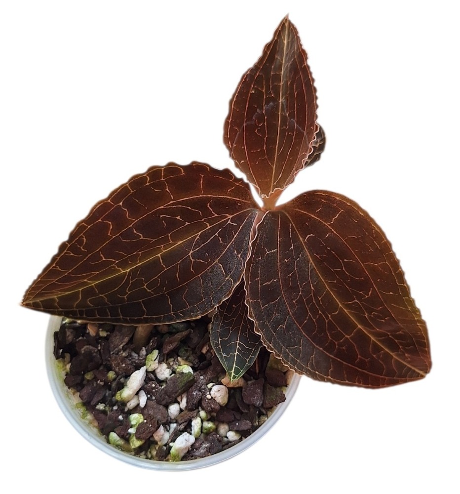 Anoectochilus tridentatus