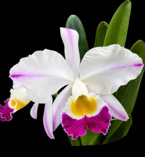Cattleya eldorado Fma. Flamea Fairy SBM/JOGA