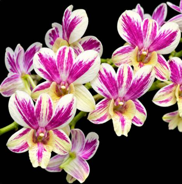 Dendrobium Areedang Splash 746