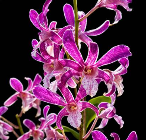 Dendrobium Blue Twisted 520