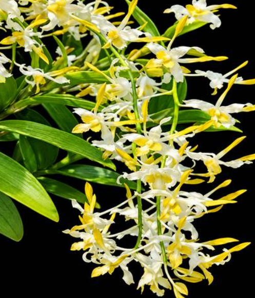 Dendrobium Chan Chao Twist 501