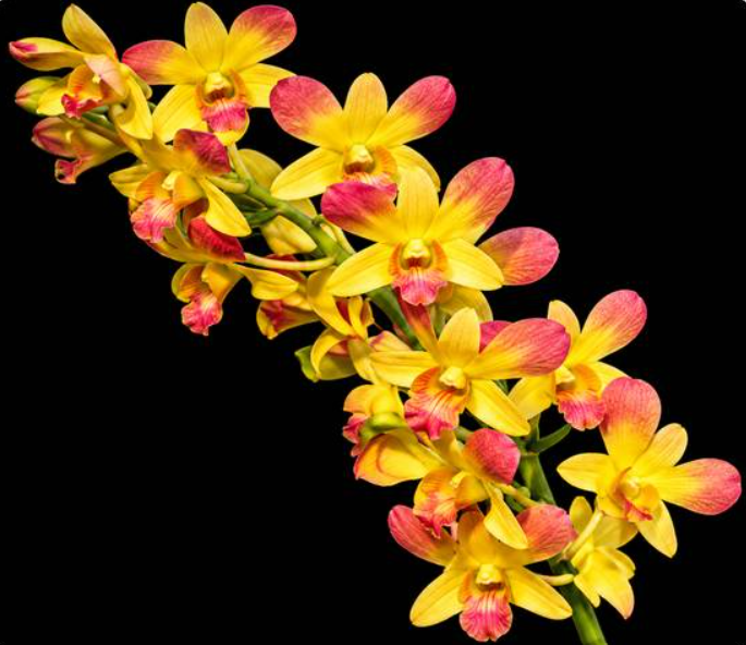 Dendrobium Burana Coral 20