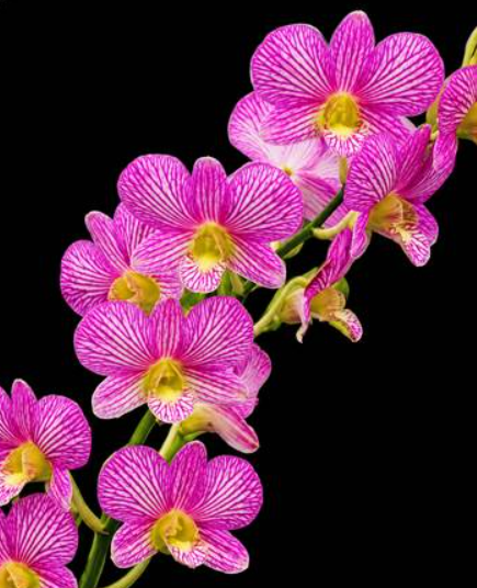 Dendrobium Burana Fancy Jacky