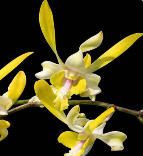 Dendrobium Chan Chao 174