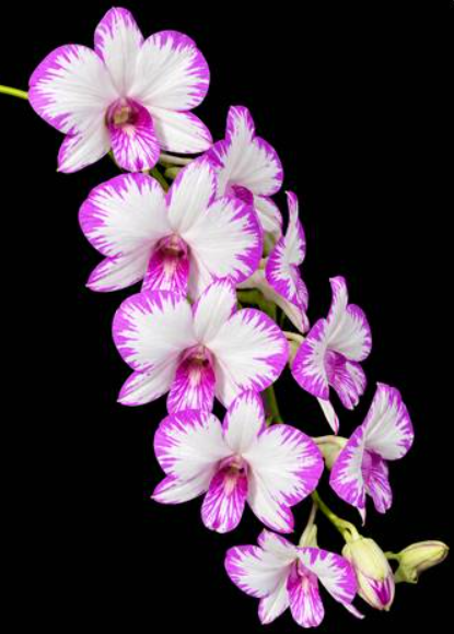 Dendrobium Enobi