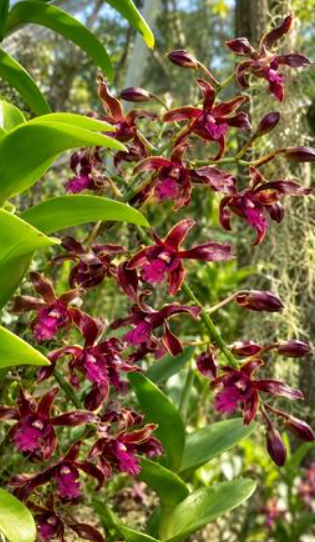 Dendrobium (King Cobra x lasianthera) 419