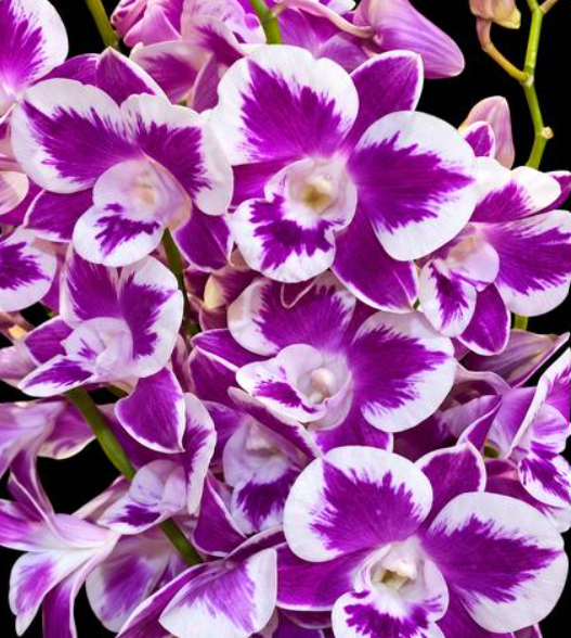Dendrobium Ekapol Splash 2055