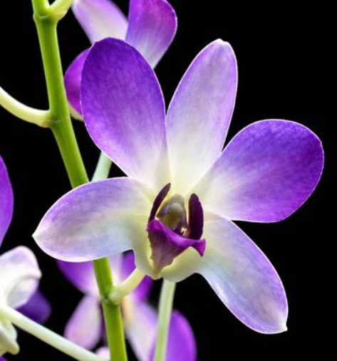 Dendrobium Areedang Light Blue