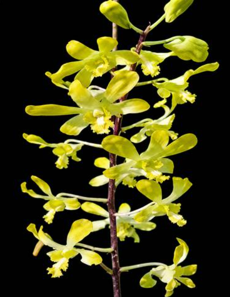 Dendrobium (Burana Royal x Unching Rubug)