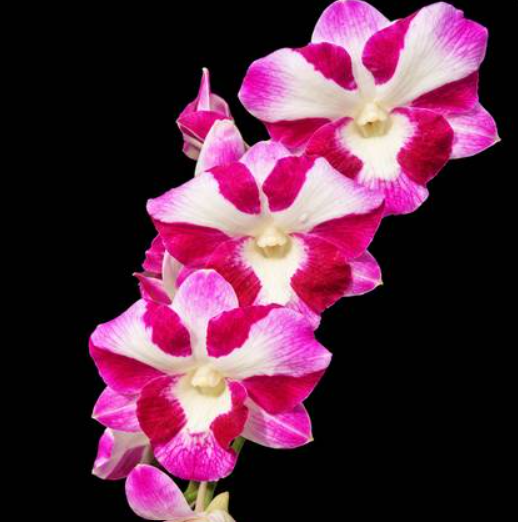 Dendrobium Dragon Smile