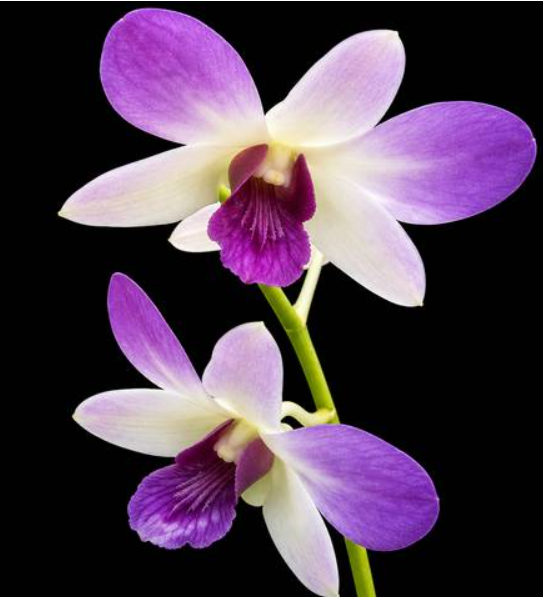 Dendrobium Areedang Blue
