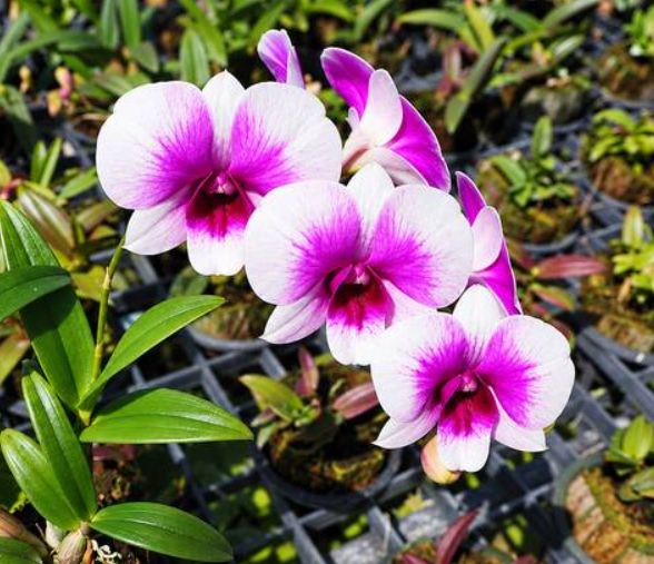 Dendrobium Enobi Purple x Yaya Compactum