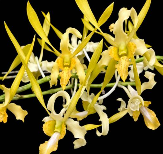 Dendrobium Chan Chao
