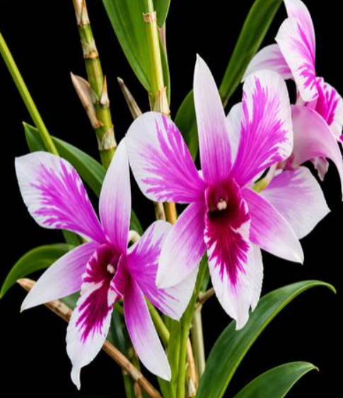 Dendrobium Earsakul Splash 640