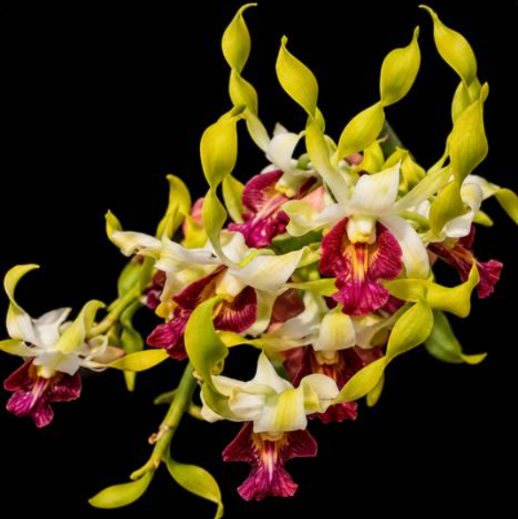 Dendrobium (Chan Chao x Helix) 368